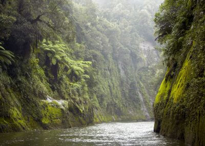 Whanganui River - lush green
